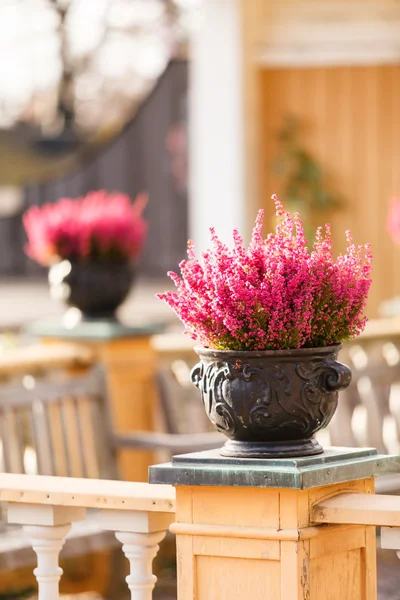 Heather bouquet in pot — Stock Photo, Image