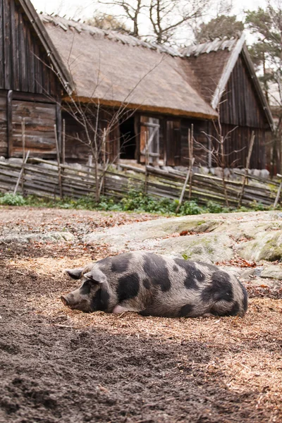 Grande porco na fazenda — Fotografia de Stock