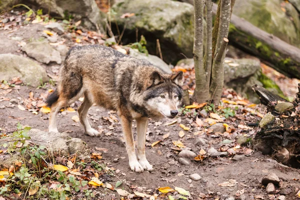 Grey Wolf pobyt — Zdjęcie stockowe