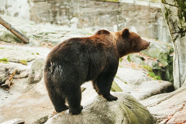 Braunbär auf Stein — Stockfoto