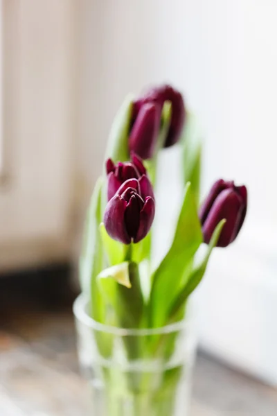 Nice violet tulips — Stock Photo, Image