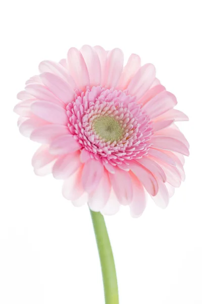 Flores de gerbera em branco — Fotografia de Stock