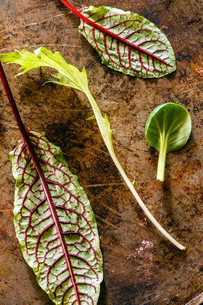 Yeşil salata yaprakları — Stok fotoğraf