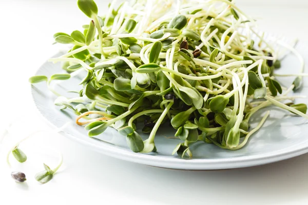 Sunflower sprouts on plate — Stock Photo, Image