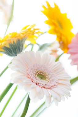 Gerbera sarı ve pembe çiçekler