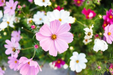 pembe ve beyaz çiçekler