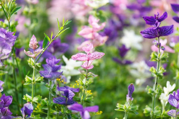 Lila blommor närbild — Stockfoto