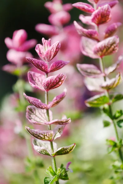 Closeup fialové květy — Stock fotografie