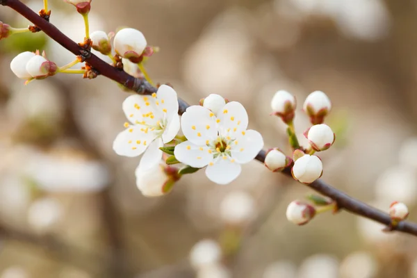 Fleurs de jardin de printemps — Photo