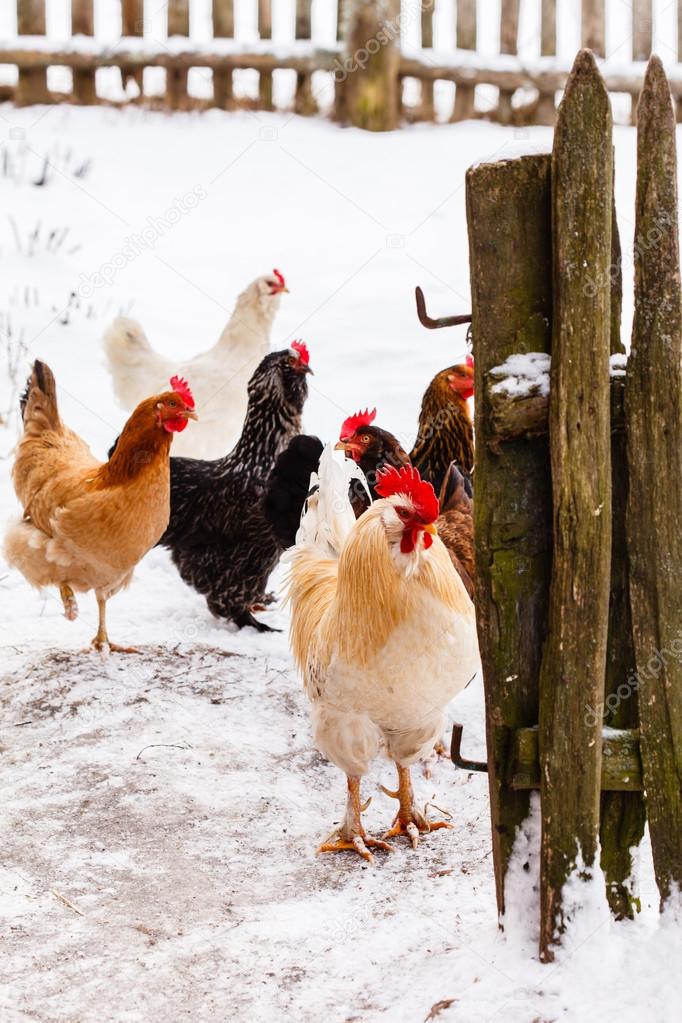 Chickens on the farm in winter