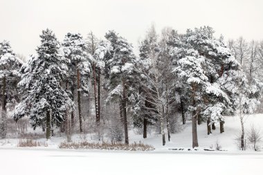 Kış üçlü kar altında