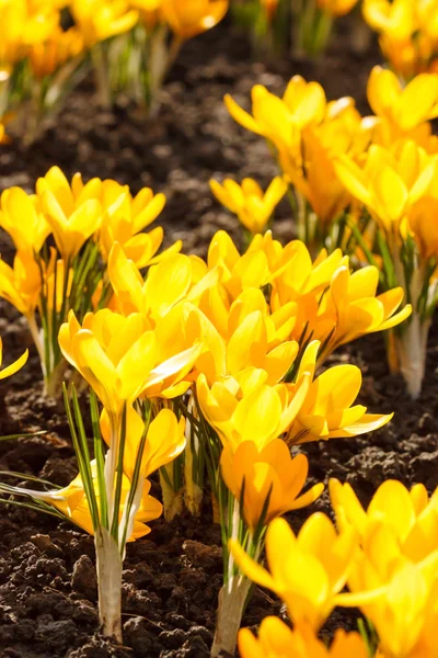 Gele Krokussen bloemen — Stockfoto