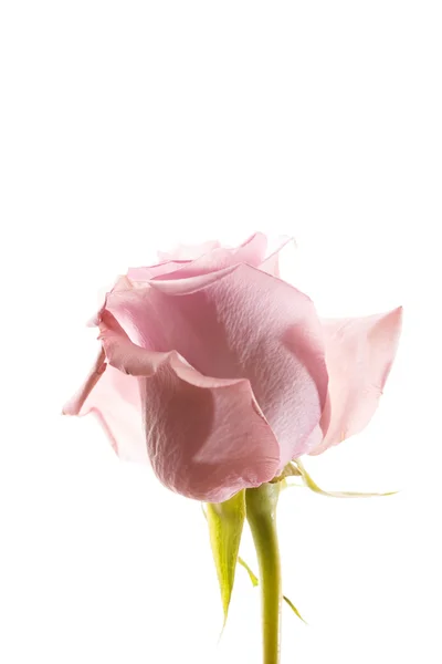 Bella rosa rosa — Foto Stock