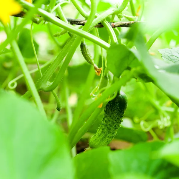 Green cucumbers with flowers — Stock Photo, Image