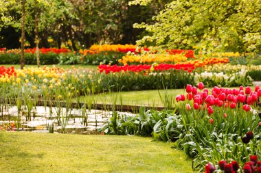 Bahçedeki renkli laleler