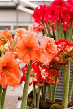 Amaryllis çiçek tencere