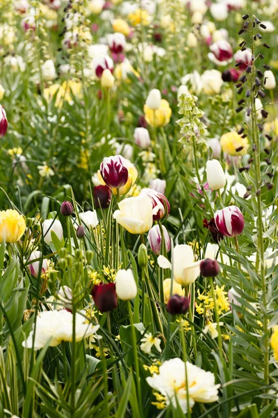 Colorful tulips in garden — Stock Photo, Image