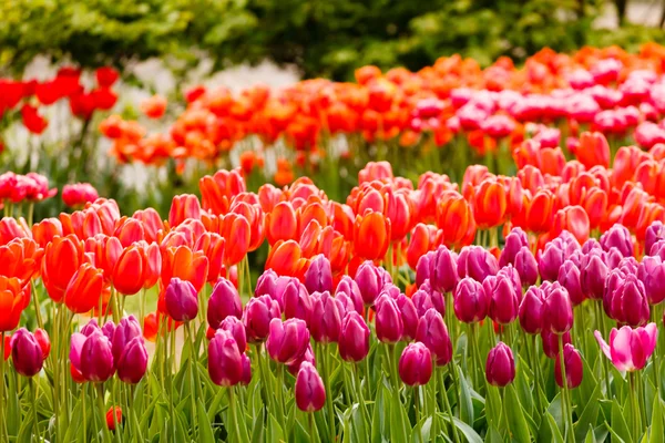 Tulipes colorées dans le jardin — Photo