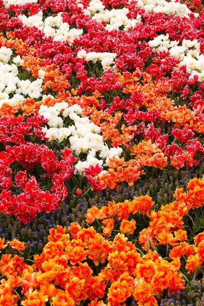 Colorful tulips in garden — Stock Photo, Image