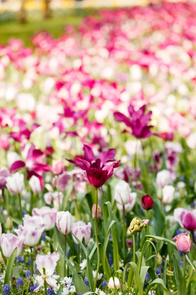 Tulipanes coloridos en el jardín — Foto de Stock