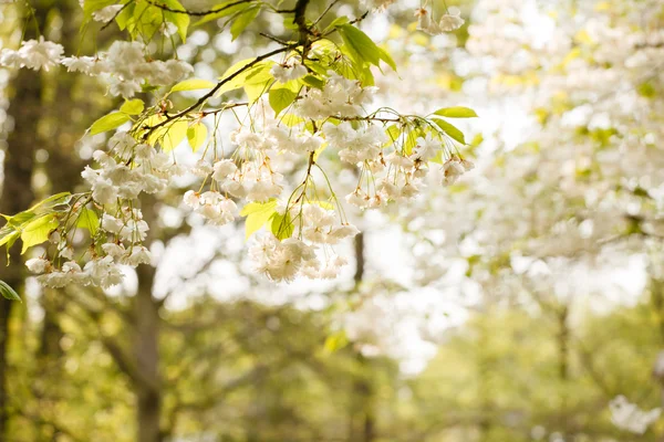 Spring garden flowers — Stock Photo, Image