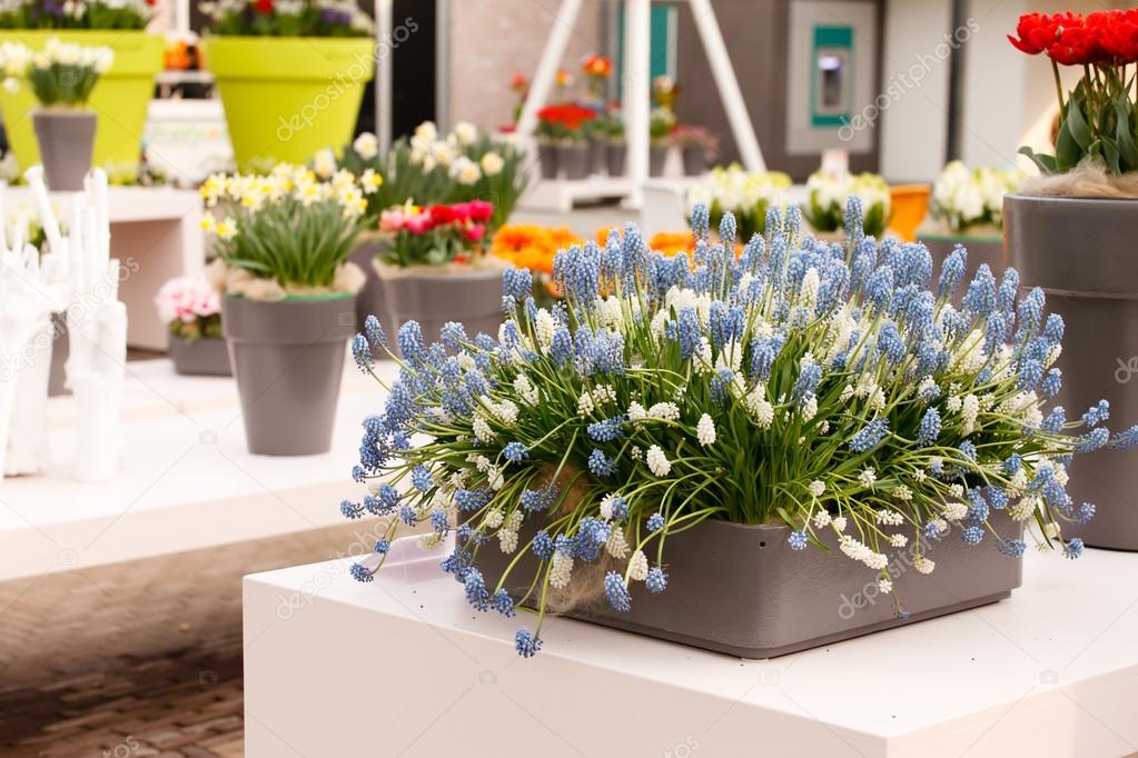 Spring flowers in pots — Stock Photo © Shebeko 65118679