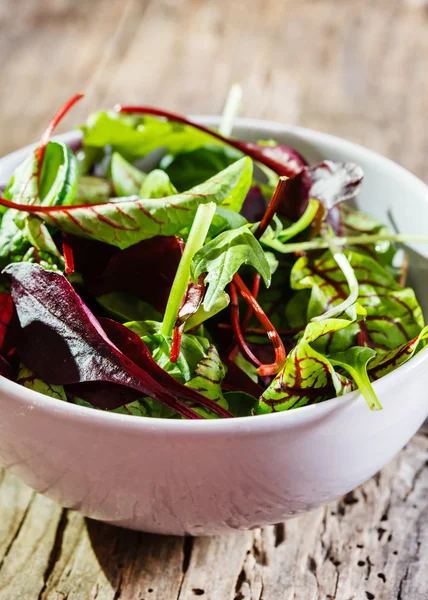 Taze salata yaprakları — Stok fotoğraf