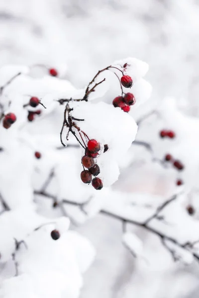 Zbliżenie zima jagody — Zdjęcie stockowe