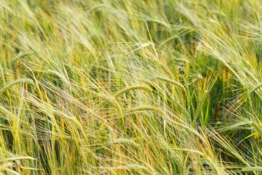 Tahıl görüş alanı