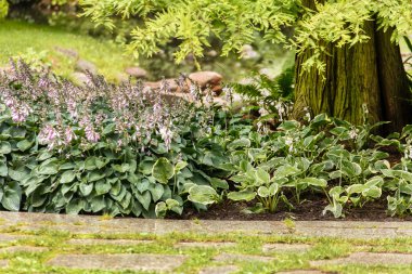 Yeşil bitkiler ile Park