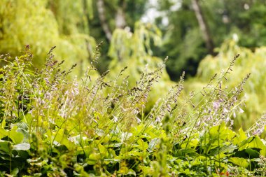 Yeşil çimenli bahçe
