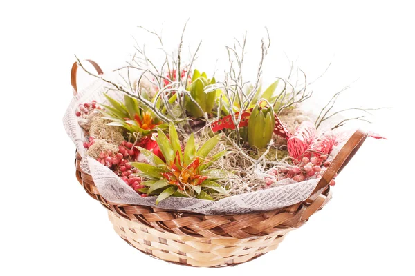 House plants in basket — Stock Photo, Image