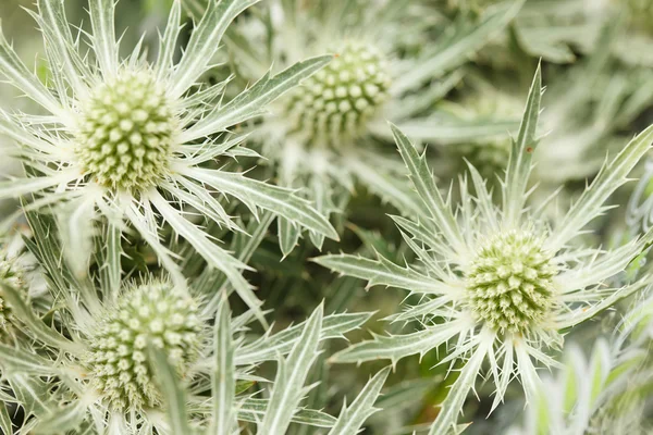 Fiori di cardo — Foto Stock