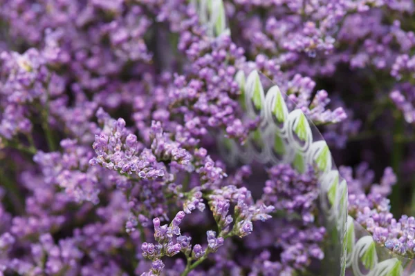 Nice small  flowers — Stock Photo, Image