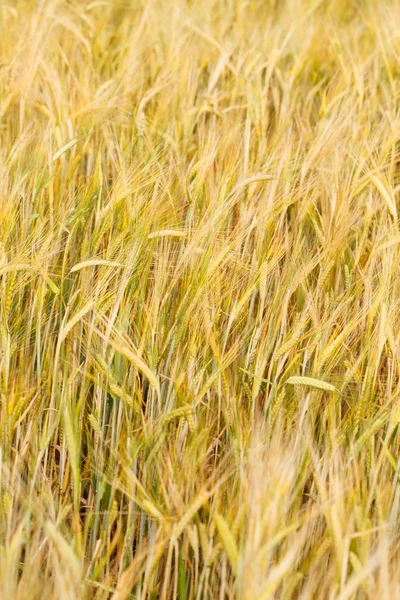 Vista del campo de cereales —  Fotos de Stock