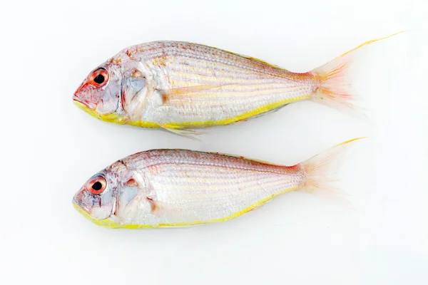 Peixes dorados japoneses — Fotografia de Stock