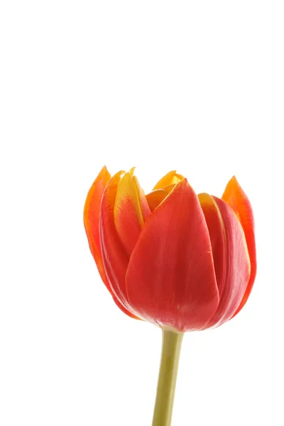 Fin tulip flower — Stockfoto