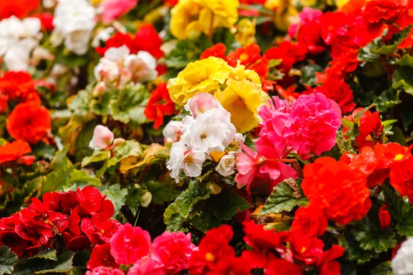 Flores coloridas de Begonia — Foto de Stock
