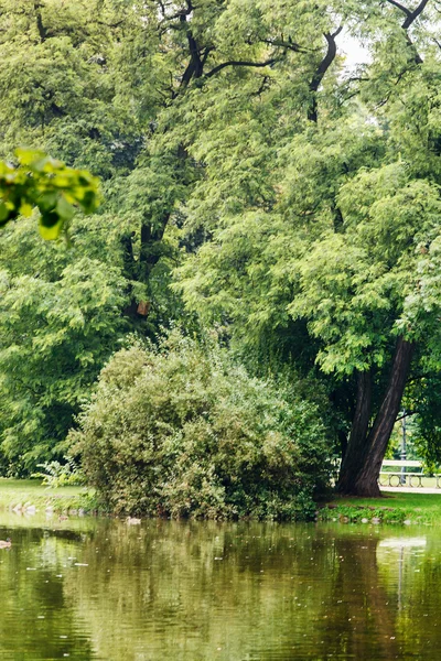 Willow trees near lake — Stock Photo, Image