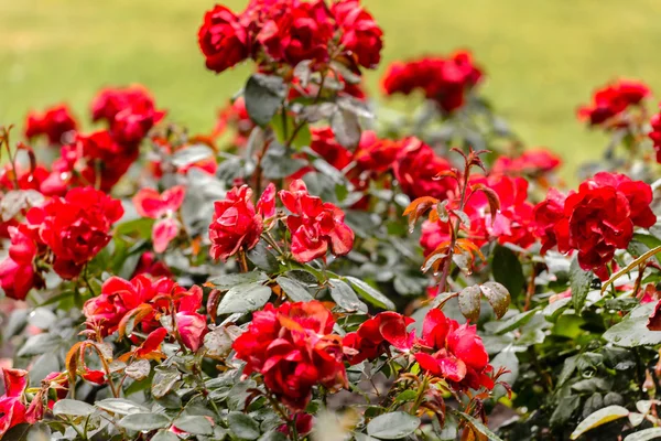 Czerwone róże kwitnące — Zdjęcie stockowe