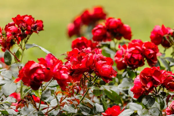 Red blooming roses — Stock Photo, Image