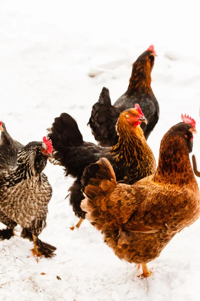 Chickens on the farm at winter — Stock Photo, Image