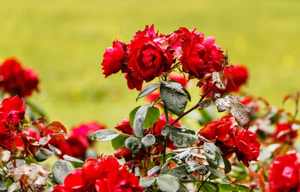 Red roses in the park — Stock Photo, Image