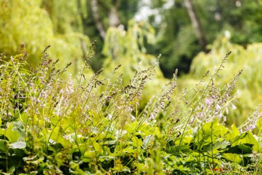 Yeşil çimenli bahçe
