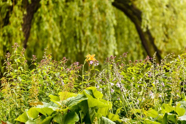 Jardim com grama verde — Fotografia de Stock