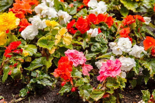 Fleurs de Bégonia colorées — Photo