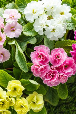 Parlak bahar çiçekleri