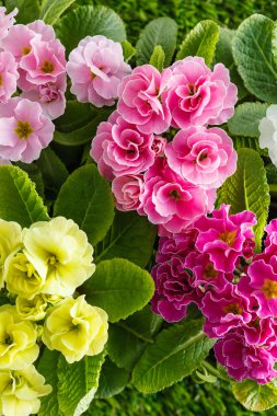 Çimenlerde bahar çiçekleri