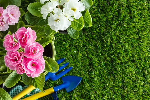 Lentebloemen op gras — Stockfoto