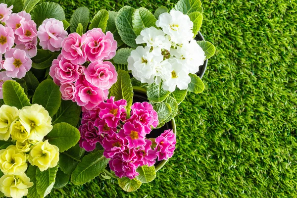 Flores de primavera sobre hierba — Foto de Stock